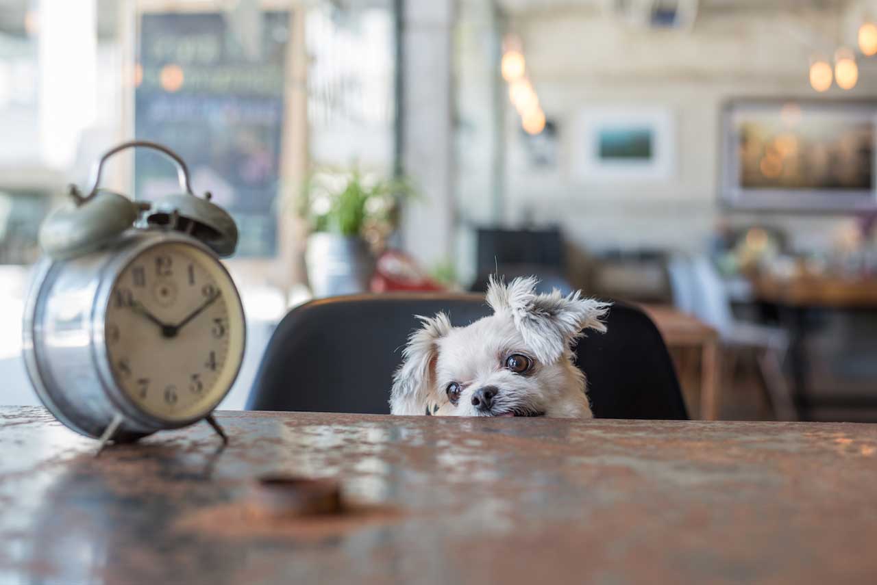 dog looking at a clock